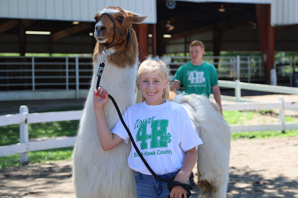 4-h llama show.JPG